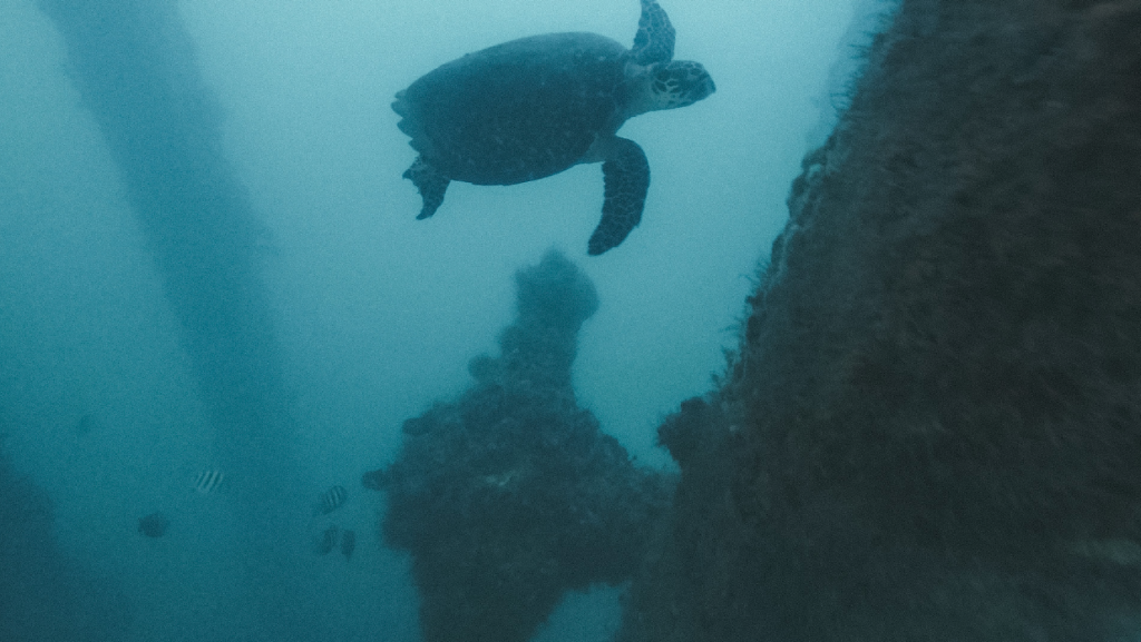 Snorkel en Vieques