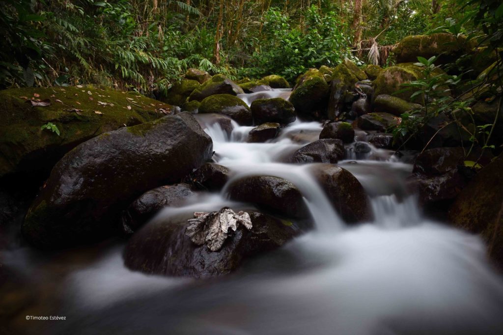 Reserva Científica de Ebano Verde