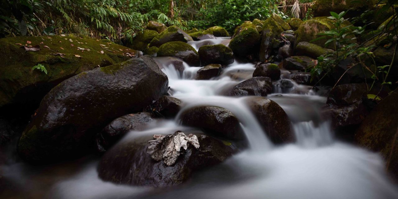 Excursión Reserva Científica de Ebano Verde