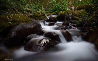 CONCURSO: Viajar GRATIS con mi Acompañante a la Reserva de Ebano Verde con la Ruta Veraniega Kola Real(Sábado 5 de Agosto)