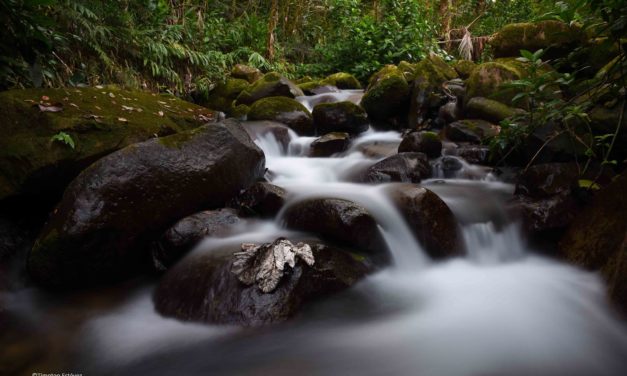 Excursión Reserva Científica de Ebano Verde