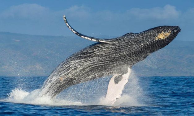 Excursión Ballenas Jorobadas + Day Tour en Cayo Levantado