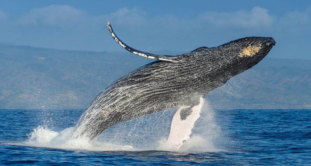 Excursión Ballenas Jorobadas + Day Tour en Cayo Levantado